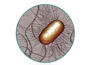 E.coli en círculo 87% imaxe